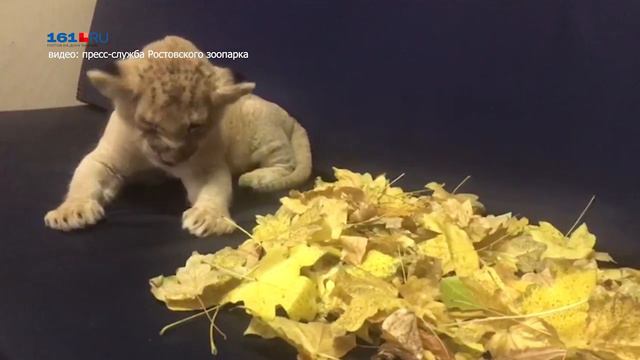 В Ростовском зоопарке на свет появился львенок смотреть онлайн