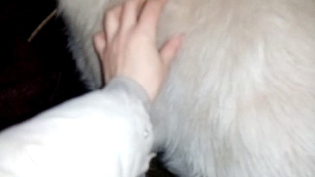 Как понять, что коза готова к окоту? Как прощупать связки хвоста смотреть онлайн