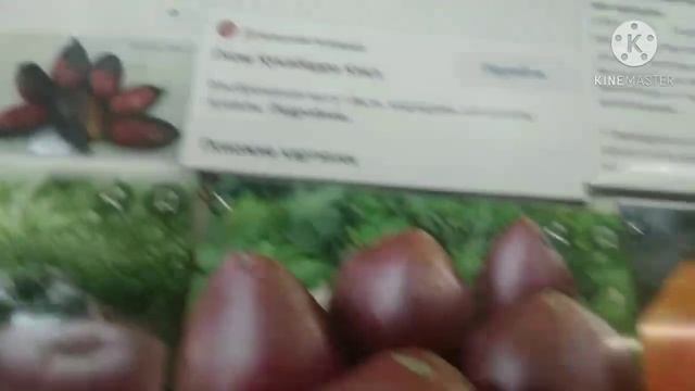 Моя коллекция томатов из серии Гномов. смотреть онлайн