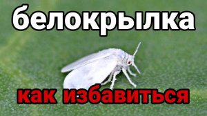 Расскажу, как я избавляюсь от белокрылки в теплице и в открытом грунте