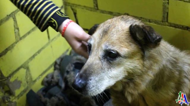 «А вы правда не будете меня бить?» Пожилой пёс впервые в жизни столкнулся с человеческой лаской смотреть онлайн