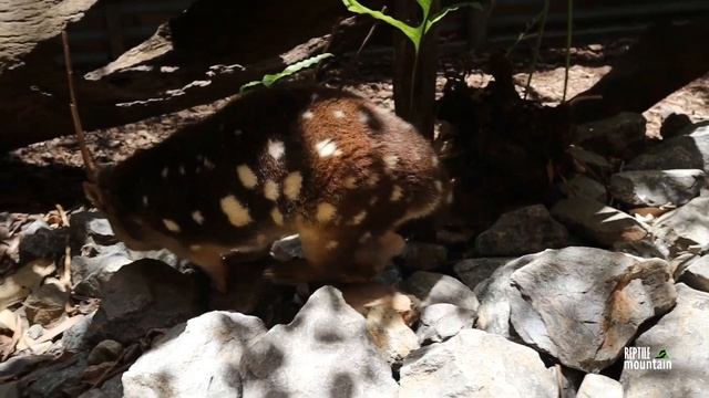 Feeding Saltwater Crocodiles, Quoll, Kolas, and More!! | Reptile Mountain Down Under - Vol. 3 смотреть онлайн