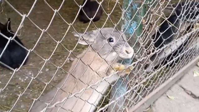 🐄🐻🐕🐷🐱Зоопарк, село Придорожное, ДНР. Обзор смотреть онлайн