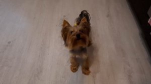 Йорк лает, просит свою любимую вкусняшку😋💕