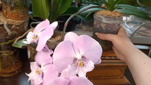 Обзор Phalaenopsis Younghome Princess