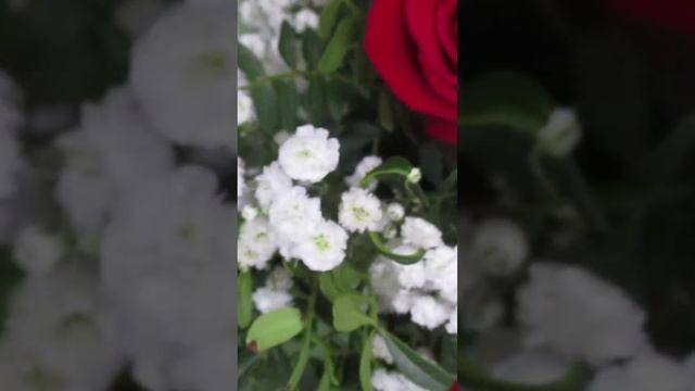 А у меня сегодня День Рождения!!! Муж подарил розы, торт и...