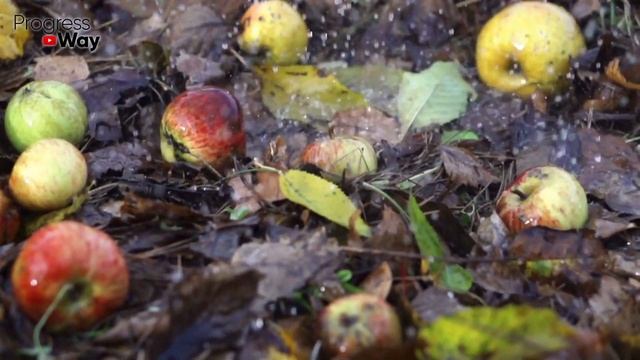 КУДА ДЕВАТЬ ОПАД ЯБЛОК! Утилизируйте падалицу с ПОЛЬЗОЙ! смотреть онлайн