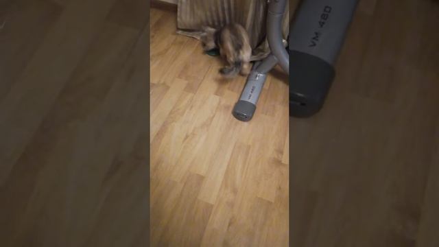 Метис шпица и Джек Рассела. Любимая игрушка Шакиры. смотреть онлайн