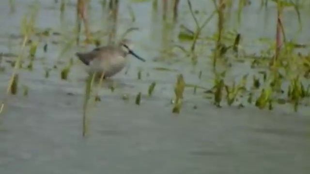 Terek Sandpiper (Xenus cinereus), 17 May 2012, Zbiornik Mietkowski, SW Poland смотреть онлайн