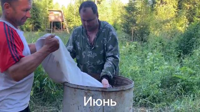 Подкормочная для кабанов смотреть онлайн