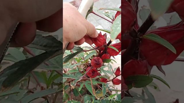 tangy rosella hibiscus tea смотреть онлайн