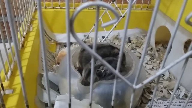 Кормление хомяков смотреть онлайн