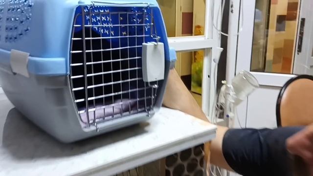 Кошка Дорогобужка спасена, вылечена, едет домой! смотреть онлайн