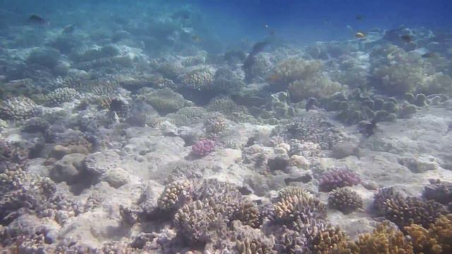 Gerres Longirostris - Длиннохвостая мохарра - Longtail Silverbiddy DSCF9634