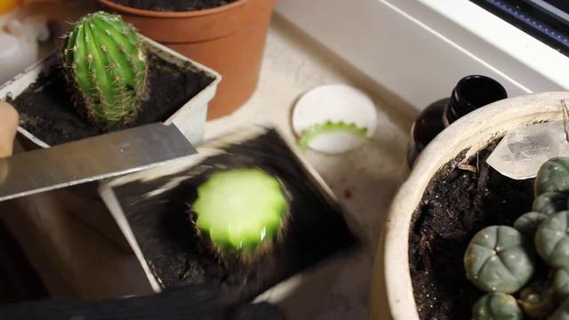 Cactus lophophora grafting смотреть онлайн