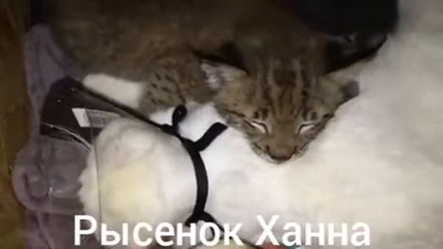 Рысенок Ханна смотреть онлайн
