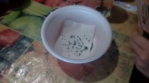 Замачиваем семена лука эксибишен для выращивания рассады