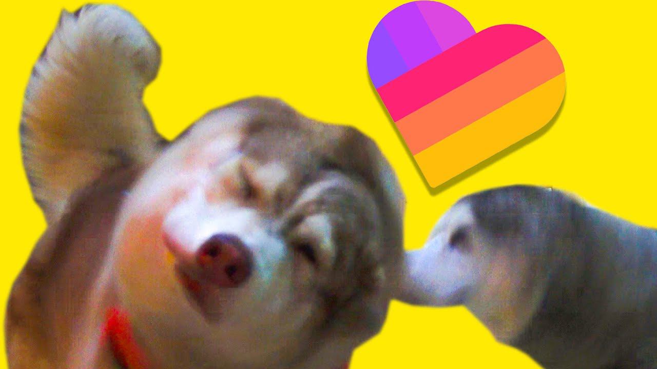 КАК СНЯТЬ КРУТОЕ ВИДЕО В LIKEE? (Хаски Бандит) Говорящая собака смотреть онлайн