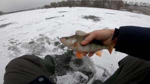 БЕЗМОТЫЛКА |  Ловля окуня на гвоздекубик  | 1-й трофей зимы