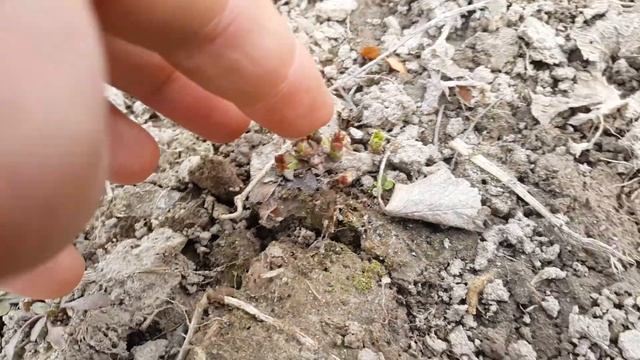 Черная смородина Софиевская, Юбилейная Копаня. Какая нормировка в ряду?Осеннее черенкование Ровады. смотреть онлайн