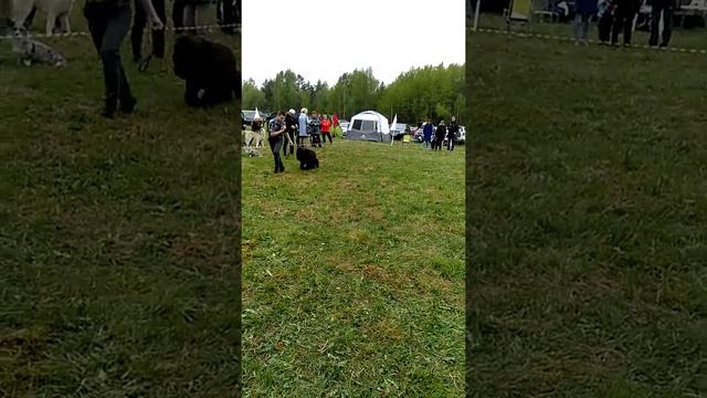 Верный друг, 9.05.2019, эксперт Егорова, Женя Плюснин и его щенок РЧТ, ЛЩ смотреть онлайн