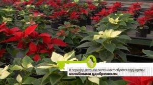 СЕКРЕТЫ ВЫРАЩИВАНИЯ РОЖДЕСТВЕНСКОЙ ЗВЕЗДЫ - ПУАНСЕТТИИ.  Это цветок на долгие годы!