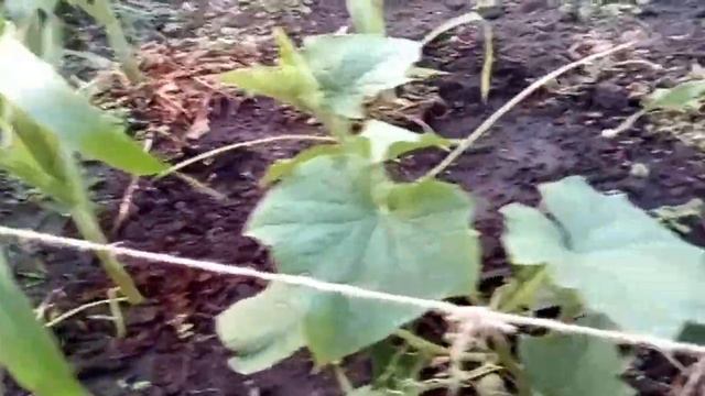 кукуруза советы как ускорить и увеличить урожай corn care как вырастить смотреть онлайн