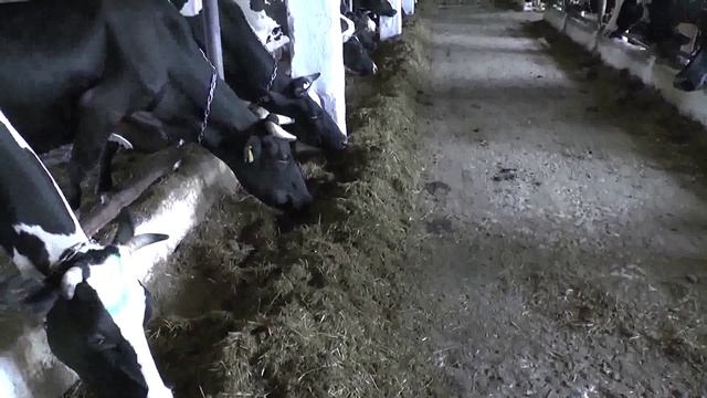 Case IH Farmall JX95 | mixer Kuhn Profile 1470 | кормление коров на ферме| cows eat смотреть онлайн