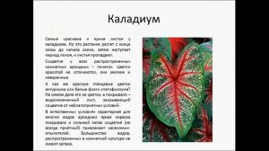 Семейство растений Ароидные