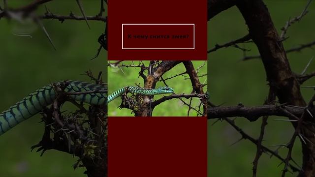 К чему снятся змеи - толкование сна #shorts смотреть онлайн