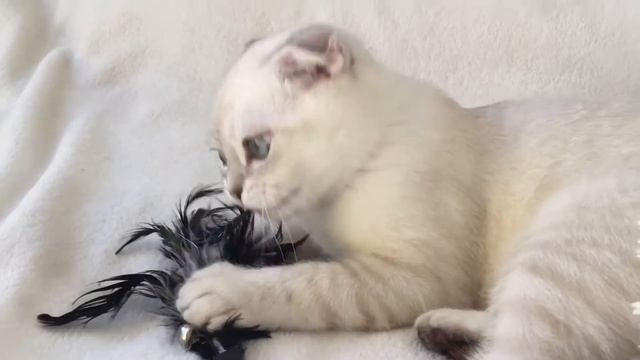 Котик шотландский вислоухий. Красивый раскрас шерсти. Маленький Масик, 4 мес. Играется)) смотреть онлайн