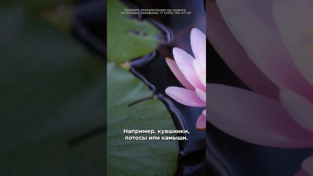 КАК задекорировать пруд?