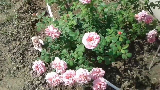 Роза Принцесса Александра оф Кент смотреть онлайн