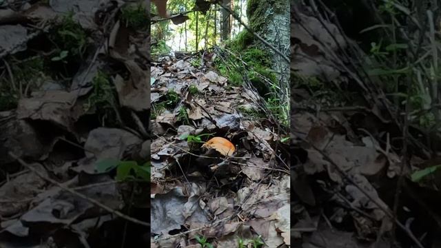 ЭТИ ГРИБЫ ПРОСТО НЕ МОГУТ НЕ РАДОВАТЬ ГРИБНИКА. ОЧЕНЬ КРАСИВЫЕ ЖЕЛТО-БУРЫЕ ПОДОСИНОВИКИ 2024 смотреть онлайн