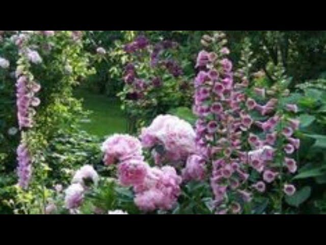 Что посадить с розами? смотреть онлайн