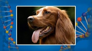 Абиотические факторы: температура и освещенность. Видеоурок по биологии 11 класс