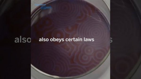 Ilya Prigogine, the Man Who Brought Order to Chaos | Science pills