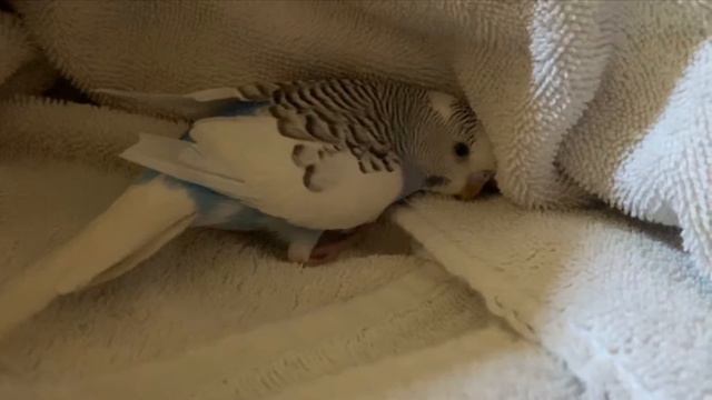 Should you clip your budgies’/birds’ wings смотреть онлайн