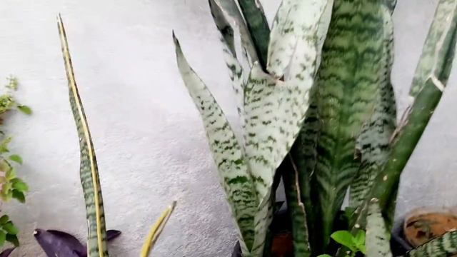 Snake Plant Care/How to Grow Snake Plant Fast Easy Propagation BEST Indoor Plant смотреть онлайн