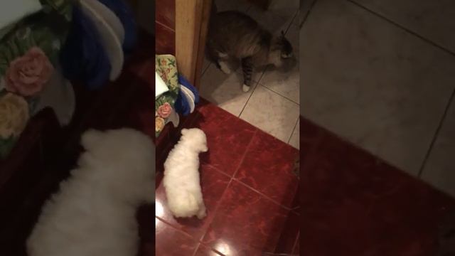 Бишон Фризе Молли. Знакомство с котом Лисом.1часть смотреть онлайн