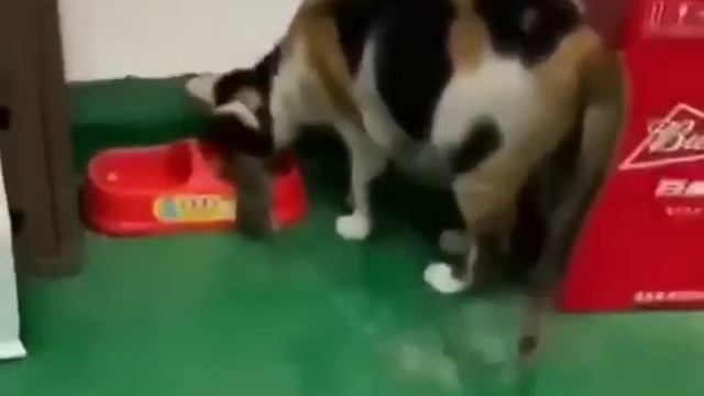 Кошка кормит мышь) смотреть онлайн