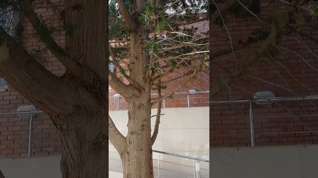 Еноты около санатория "Зелёная долина" смотреть онлайн