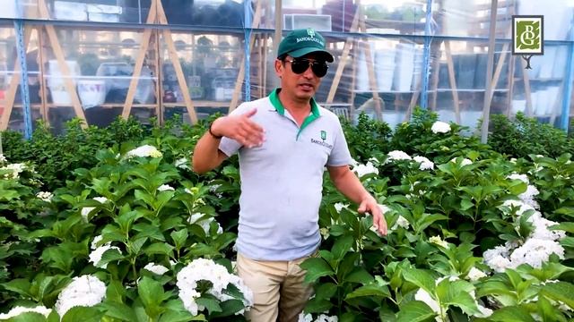 Гортензии - одни из самых популярных цветов. смотреть онлайн