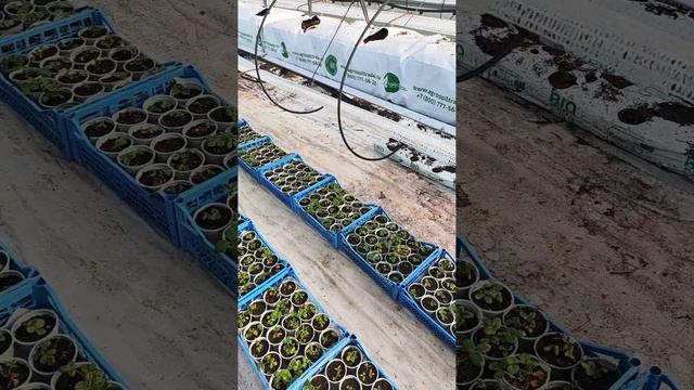 Результат повторной обработки кустов клубники Перекисью водорода, но уже в концентрации 0,4%! смотреть онлайн