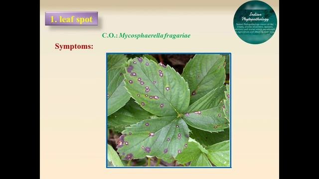 36 PATH 365 (New) Lec no 13.1 Strawberry_leaf spot смотреть онлайн