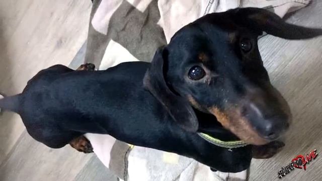 Мужчина не поверил своим глазам! Песика надо было спасать! Посмотрите, кто сделал ЭТО! смотреть онлайн