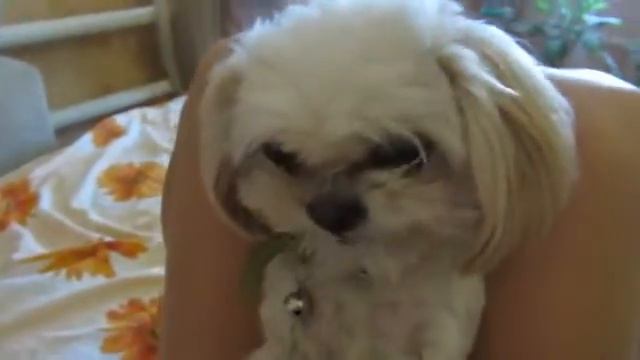 Ворчюн смотреть онлайн