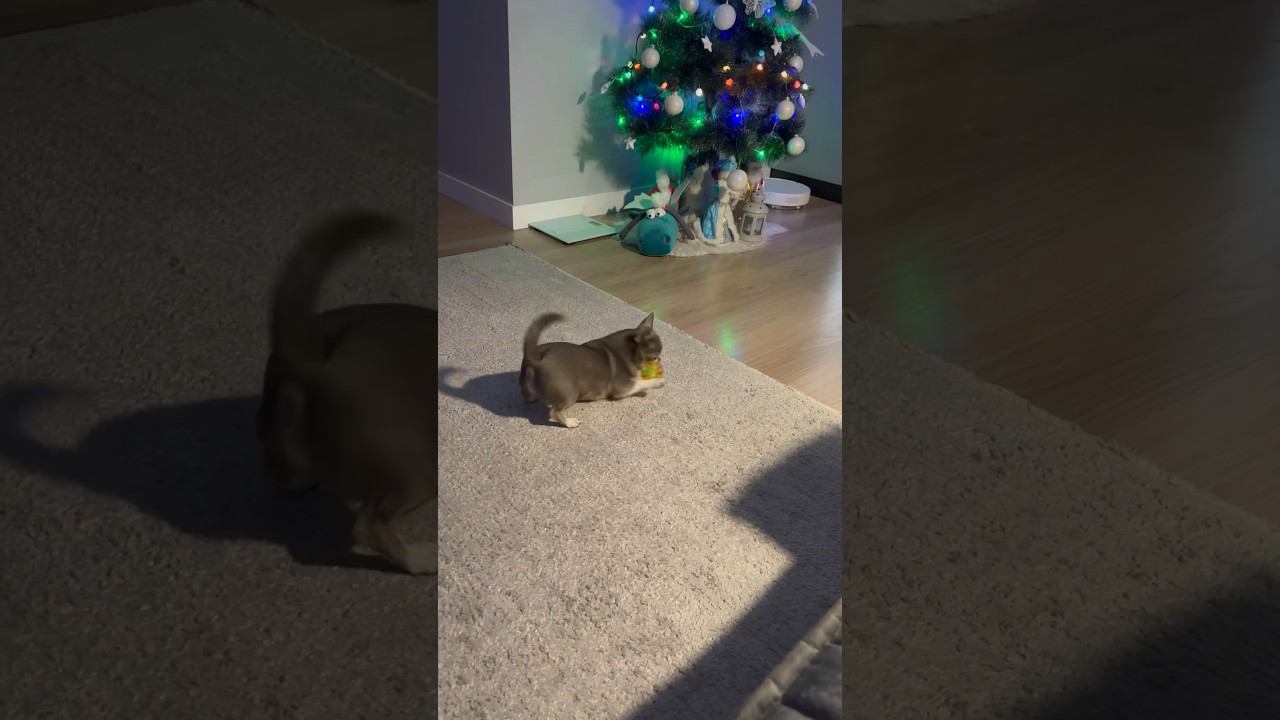 Собака играет с игрушкой #чихуахуа #shorts смотреть онлайн