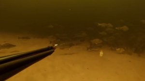 Подводная охота на судака весной на Волге 2014.