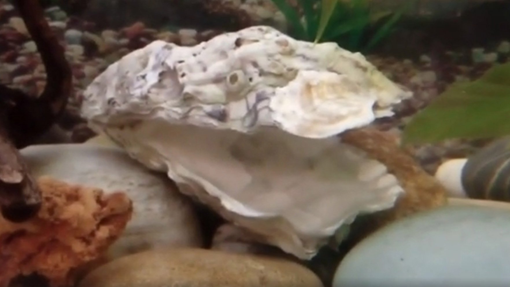 Ложим раковины устриц в аквариум: как подготовить быстро и правильно, вредны ли они. смотреть онлайн